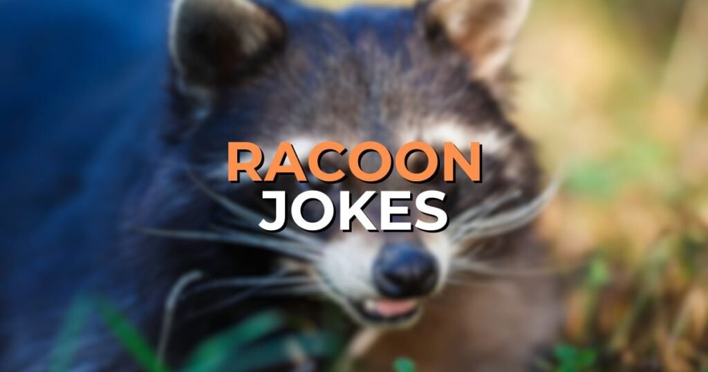 racoon jokes