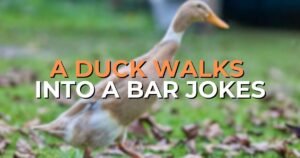 a duck walks into a bar jokes