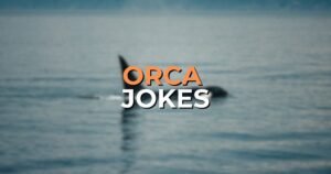 orca jokes