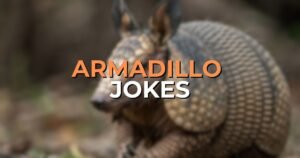 armadillo jokes